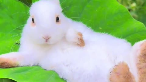 Cute animals #Rabbit