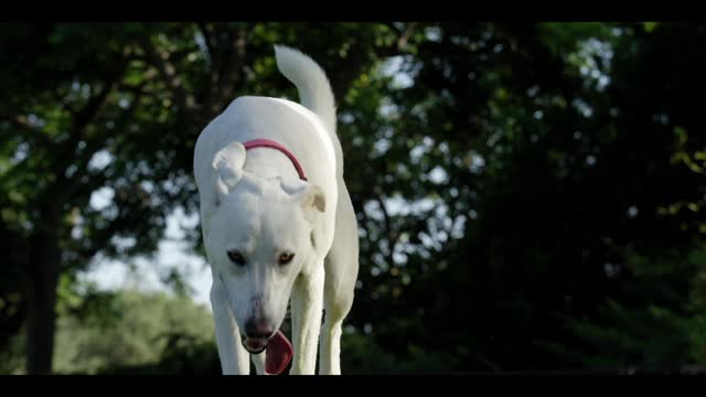 What is an "Underfoot" Dog?