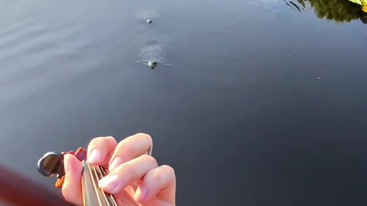 Violin Player Summons Turtles With Club Hit