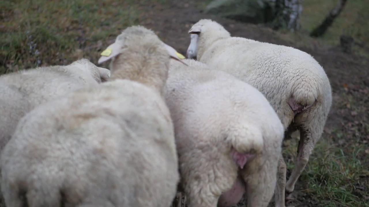 Sheep Herd Grazing in Autumn Fields | Free HD Video Footage 🐑🍂