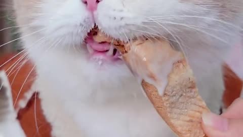 A cat who likes to drink milk