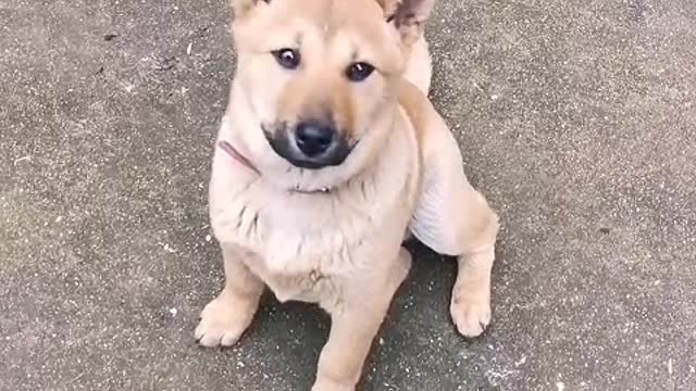 In the past, a person felt very lonely, but now a dog is much happier