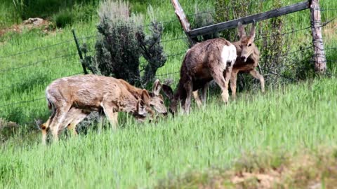 Herd of deer panning shot