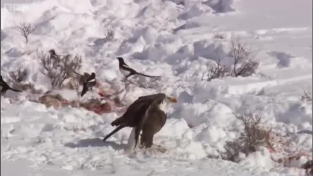 Coyote vs Bald Eagles | Yellowstone | BBC Earth