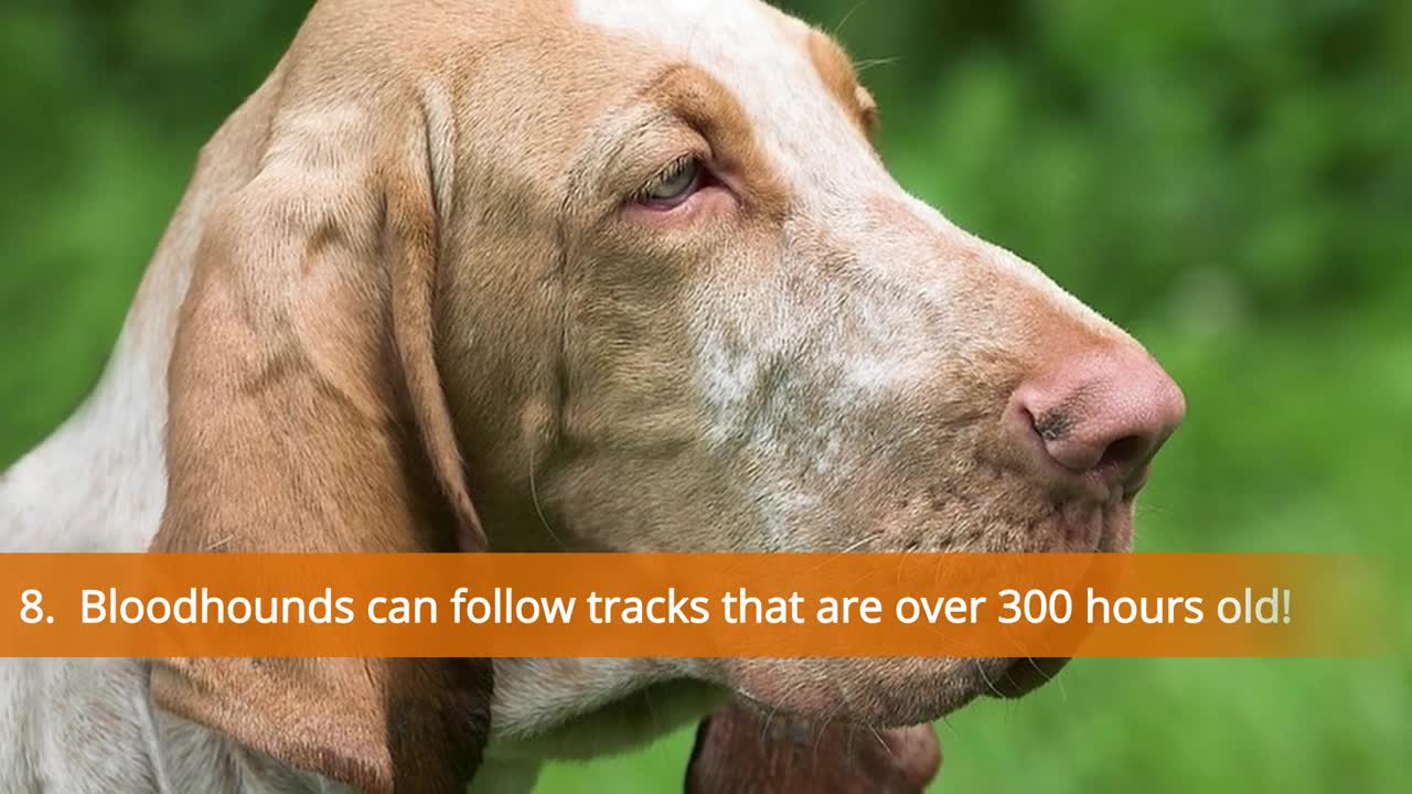 Top 10 MOST Interesting DOG FACTS You should Know