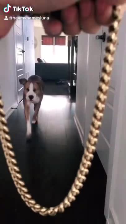 Ultimate Baby Dogs - Cute and Funny Dog Videos Compilation #Shorts