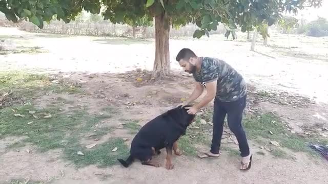 Rottweiler dog training