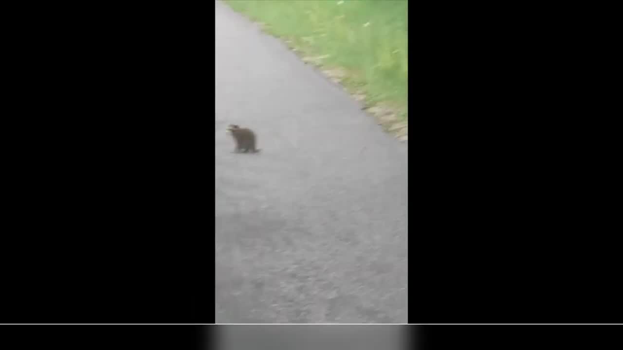 Adorable baby racoon wants to be taken home