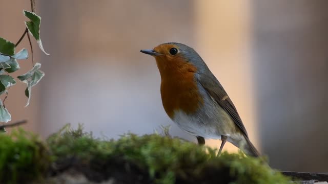 Robin Red Bird Singing (4k videos)