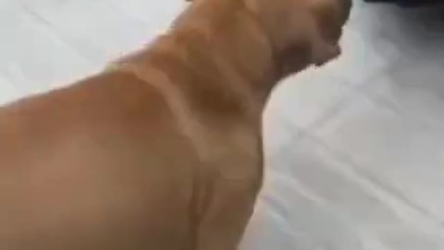 .agressive 🤣🤣🤣 from tiktok @johnmalagnoux #shorts