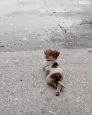 Un cachorro se tumba en plena calle a contemplar la lluvia y se convierte en toda una sensación