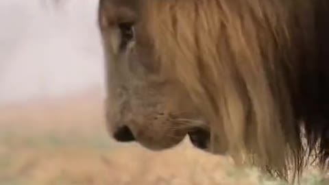 The lion