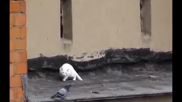 Perfect hunt 😳😳 - watch to and - cat video - cat