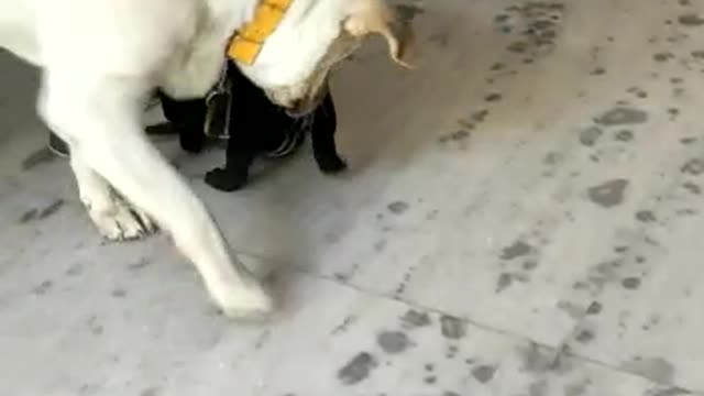 Funny Dog and Female Baby video