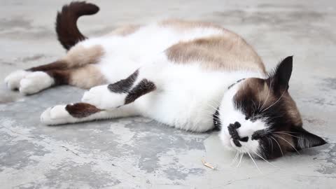 Snowshoe cat sleeping peacefully