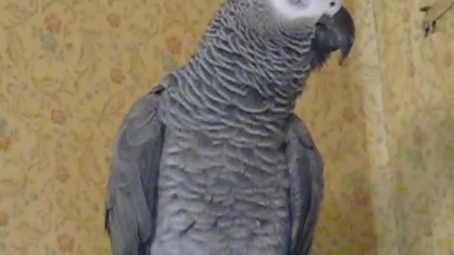 parrot talking in Russian, and says Coca Cola