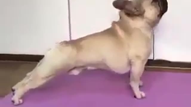 cute dog doing yoga exercises, funny dog video