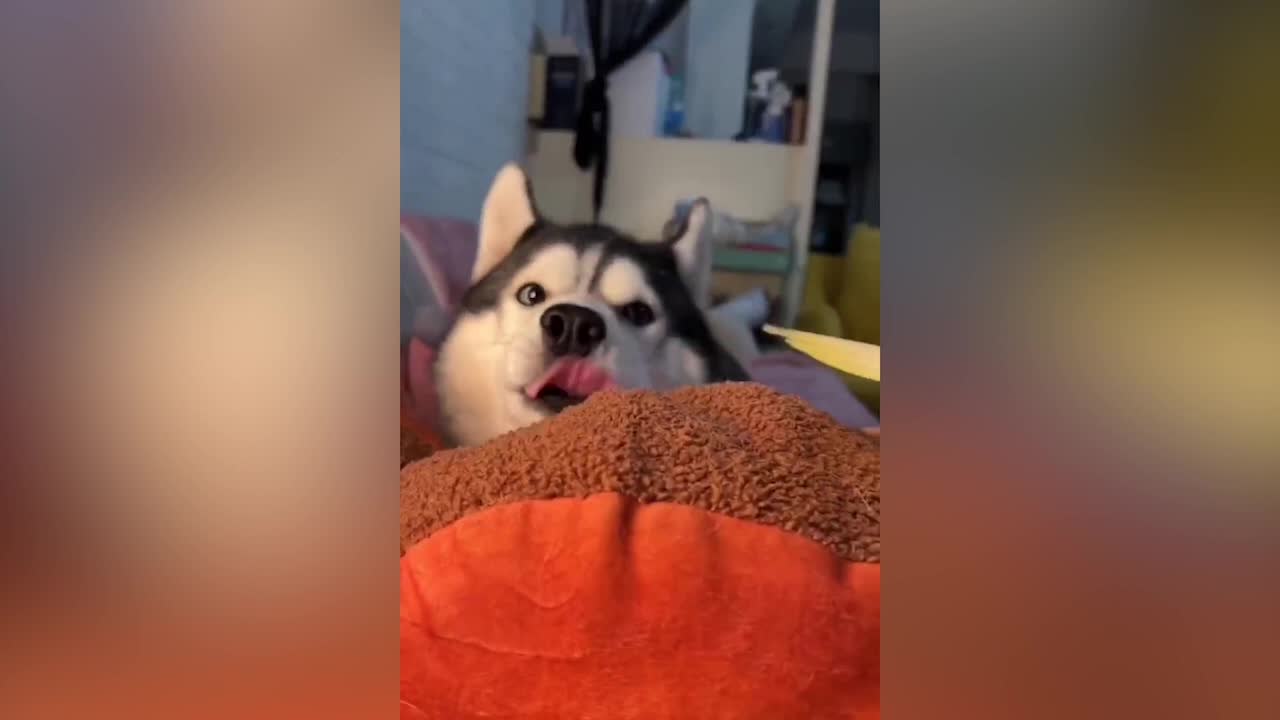 Dogs and parrots