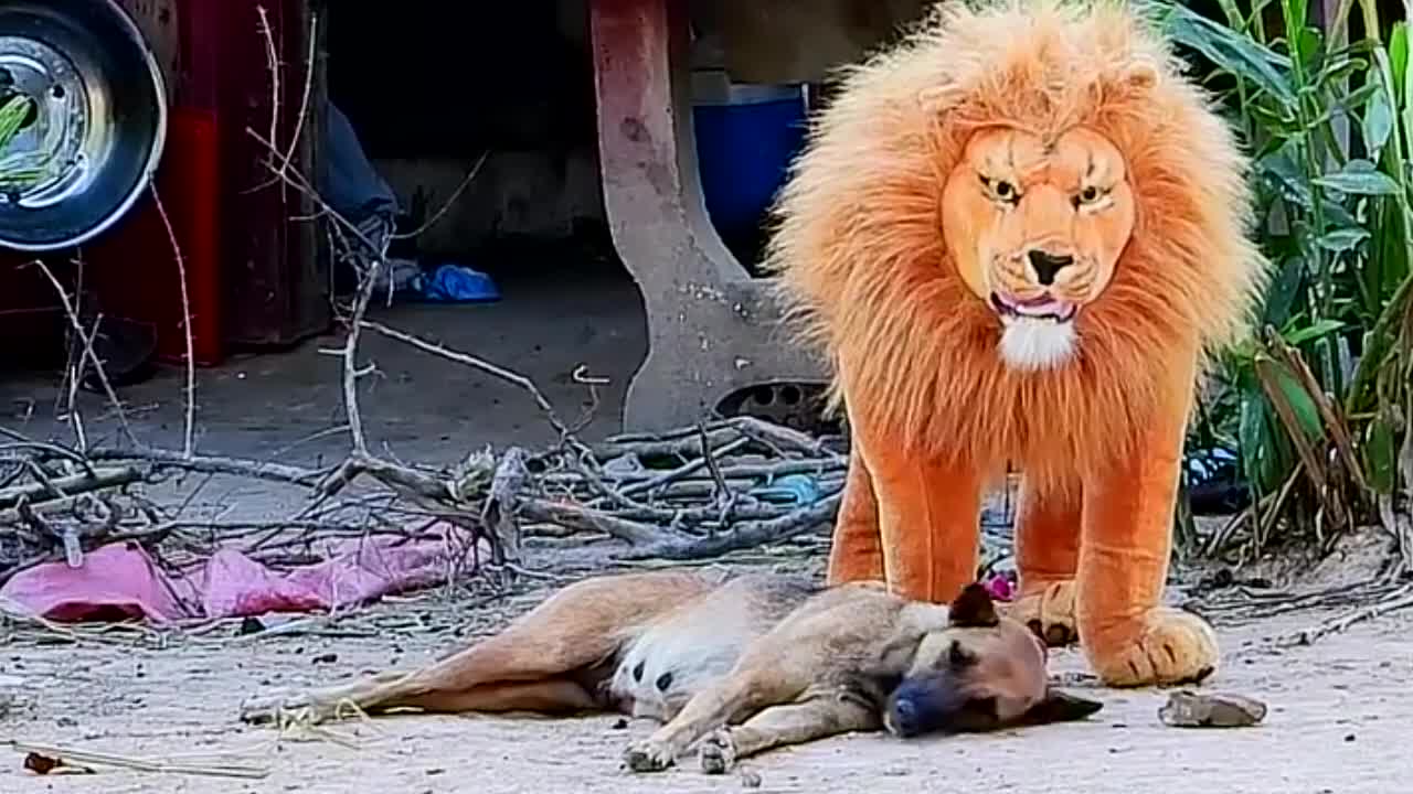 Funny Troll Dog Funny & fake Lion and Fake Tiger Prank To dog - 2021