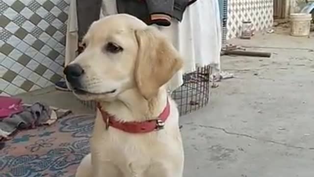 Labrador puppy getting trained 🐕