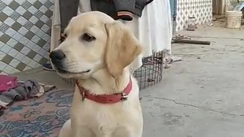 Labrador puppy getting trained 🐕