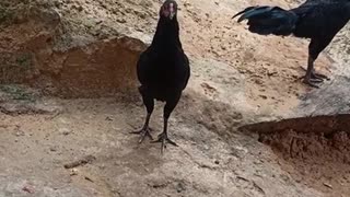 Black chicken