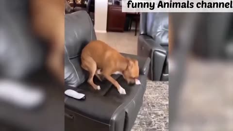 Funny Animal Video