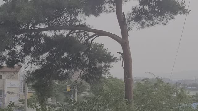 I pray for the tree without thinking.