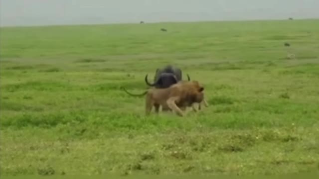 Lion catching cattle tutorial