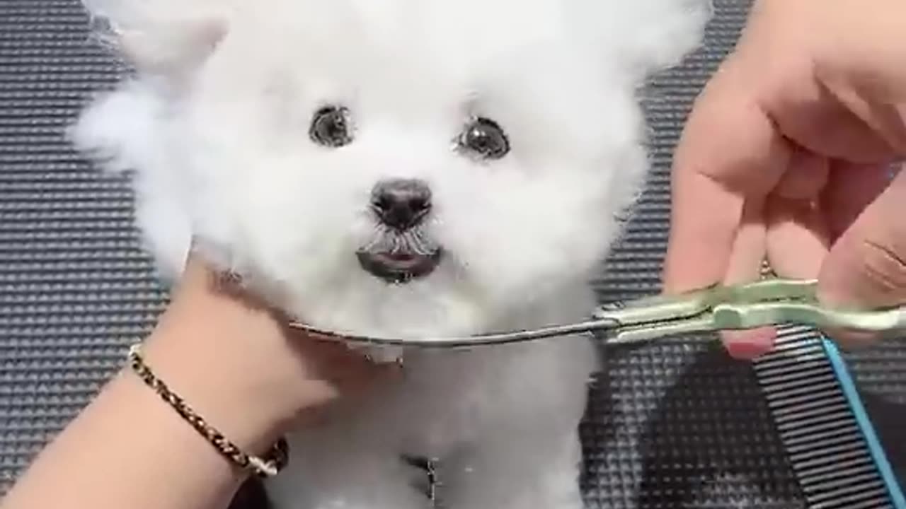 A Cute Little Puppy| Sister Bought a Puppy for Her Sister.