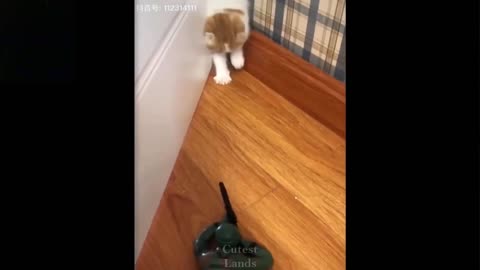 The pet is crazy. Watch this Really Funny