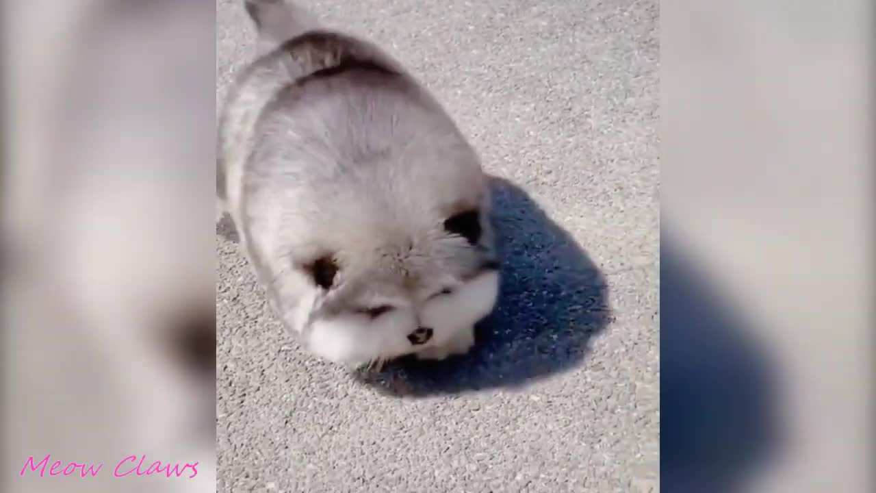 Baby Alaskan Malamute Cutes