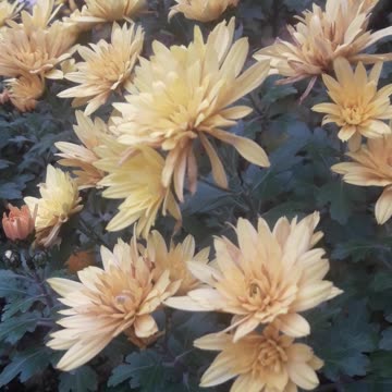 Bush of yellow chrysanthemums