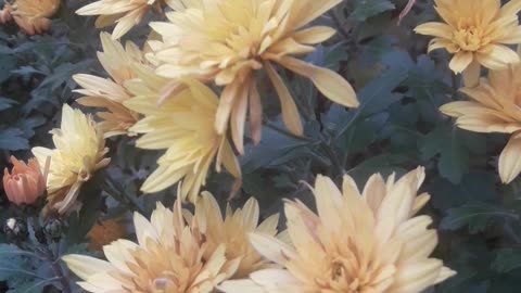 Bush of yellow chrysanthemums