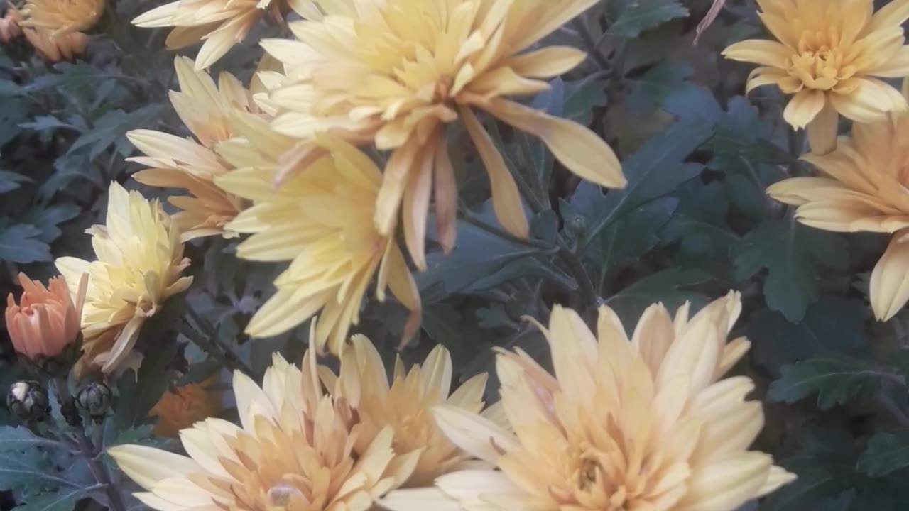 Bush of yellow chrysanthemums