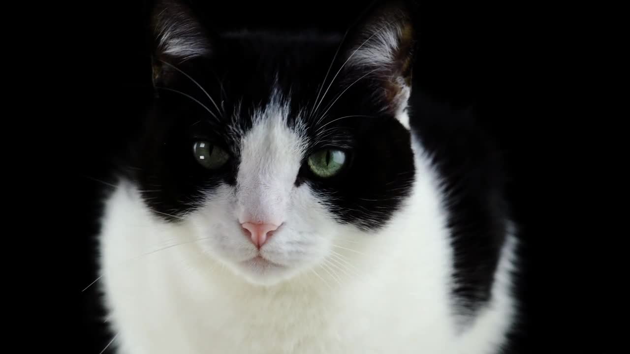 cat cat cat cat cat cat cat cat