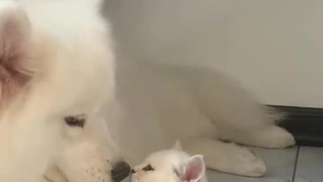 Look how this dog is loving this kitten like a mother