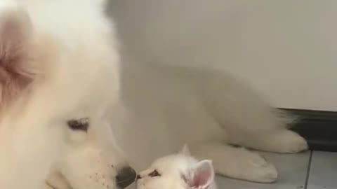 Look how this dog is loving this kitten like a mother