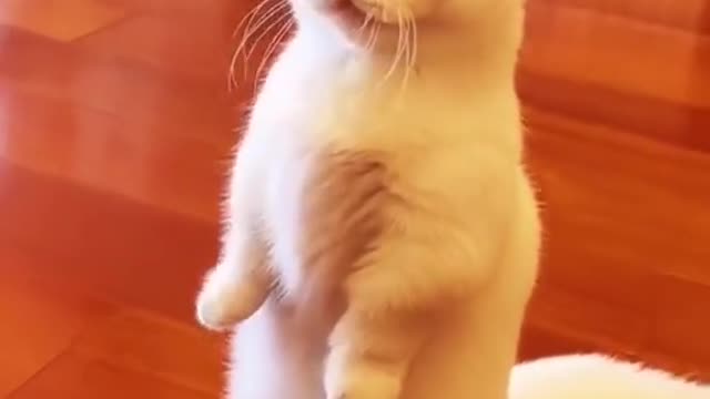 CAT IS SO CUTE😍🥰😘