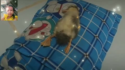 ducks sleep like humans