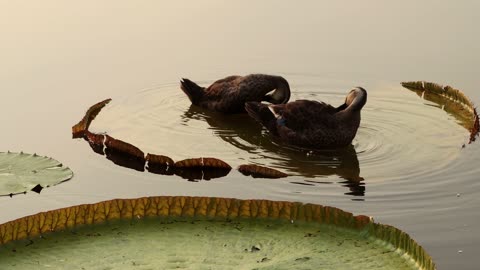 Ducks on lotus leaves apply oil to their feathers to keep them dry and also to remove parasites.