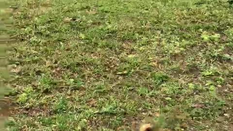 with a dog for a walk