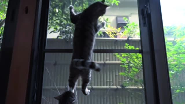 SpiderCat try to catch insect and reach butterfly