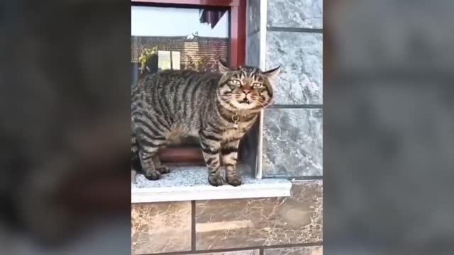 funny cats talking!!! cat tries to speak English