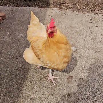 OMC! Sassy hens squabbling! What are they trying to say? 🐔🤔😊🤣 #chickens #shorts #backyardchickens