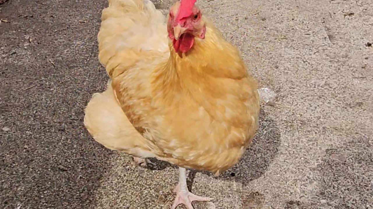 OMC! Sassy hens squabbling! What are they trying to say? 🐔🤔😊🤣 #chickens #shorts #backyardchickens