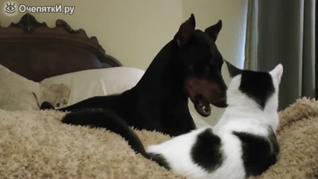 cat friend with doberman