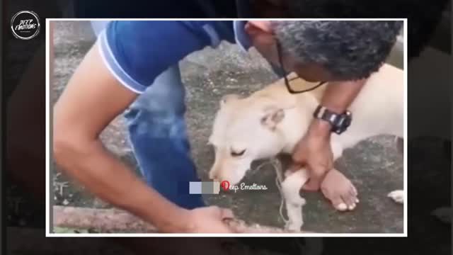 Humanity still alive 🥰🥀 Remove the Dog Pain