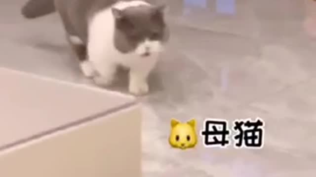 Funny cats being cats | funny cat videos
