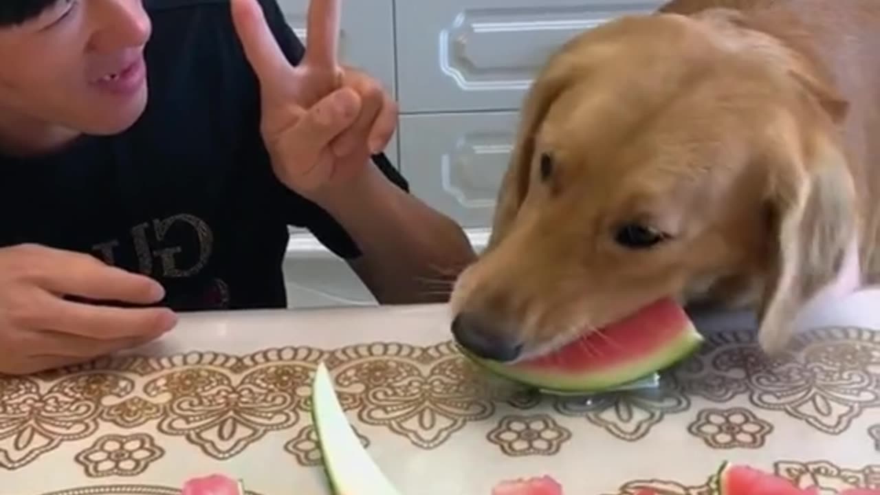 Dogs Eating Watermelon ❤️🐕